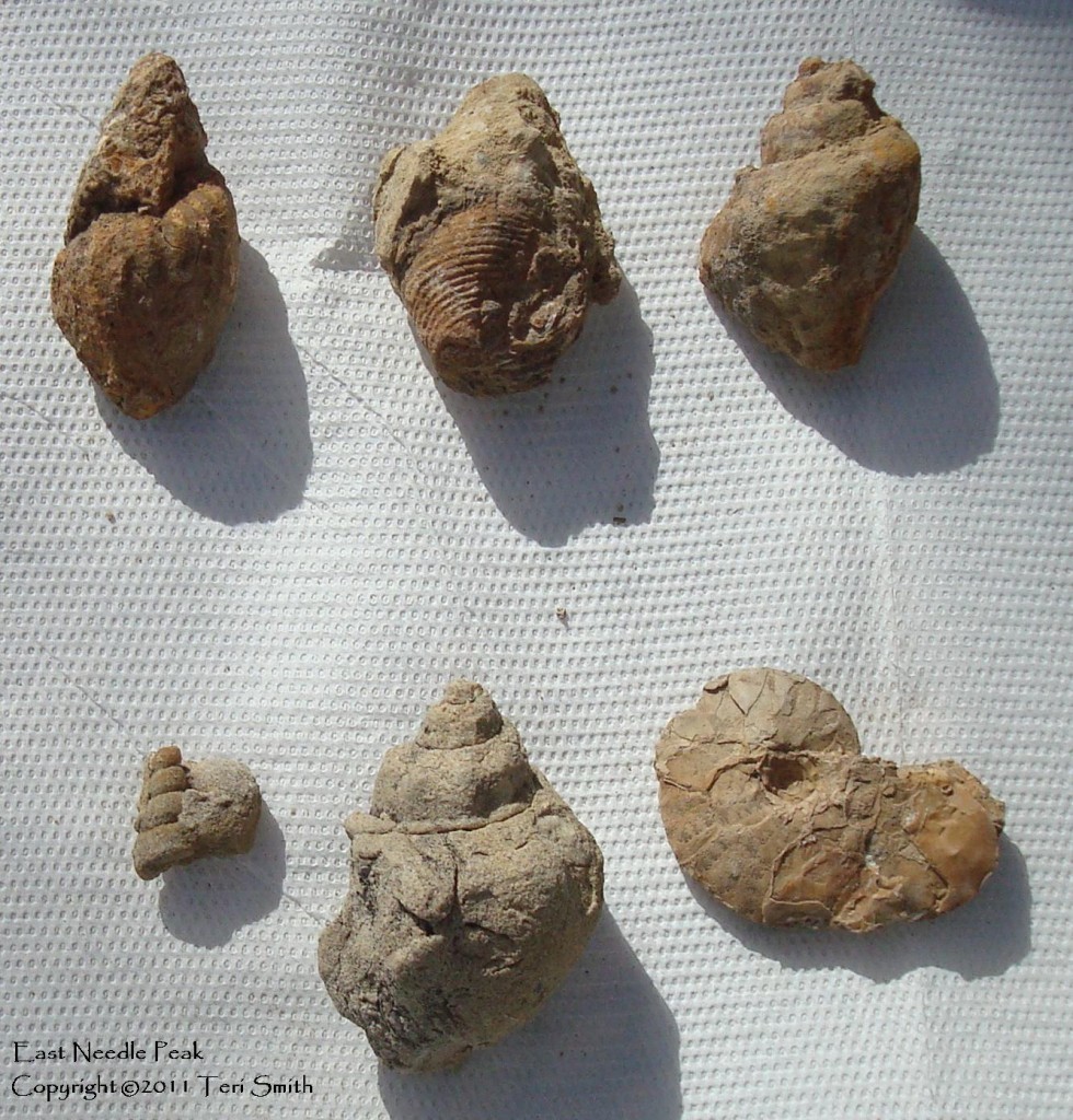 Snails East Needle Peak Rock Hunting in the Big Bend of Texas