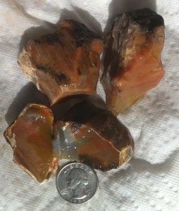 Petrified Wood from the South Larremore Ranch.